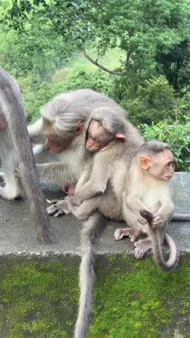 في شي غريب في  فيديو 🐒🙄 #india 