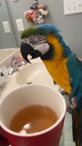 When cold tea just hits the spot #macaw 