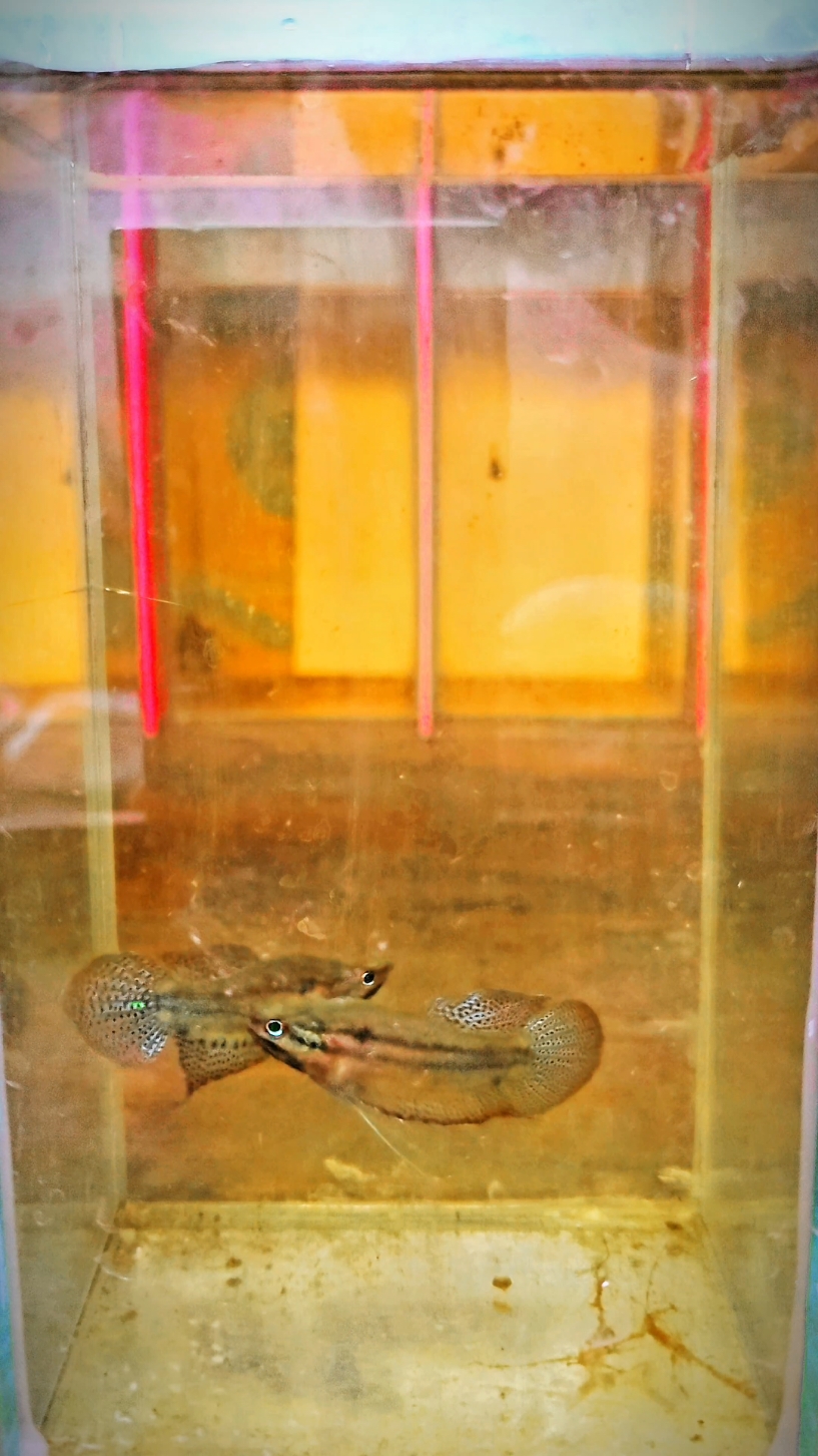 Let's listen to the sound of the croaking gourami! 🐸 #NatureSounds #RelaxingVibes #roaking #roakingourami #ปลากริม 