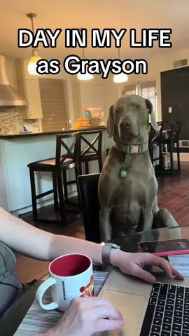 I found this in my drafts #dogs #dogsoftiktok #fyp #foryoupage #dogsoftiktok #cutedogsonly #dogtok #cutedogsoftiktok #puppy #dayinmylife #dayinthelife #vlogs 