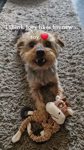 #dog #toys 