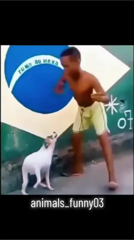 #animalsfunny #funny #funnyvideos #animaisengraçados #engracadostiktok #videosengracados 