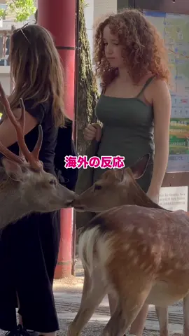 Shorts video nara deer park japan | nara deer | deer in nara | Travel japan  #foryoupage #shorts #viralvideo #tiktoknarapark #tiktoknara #traveltojapan #deerpark 