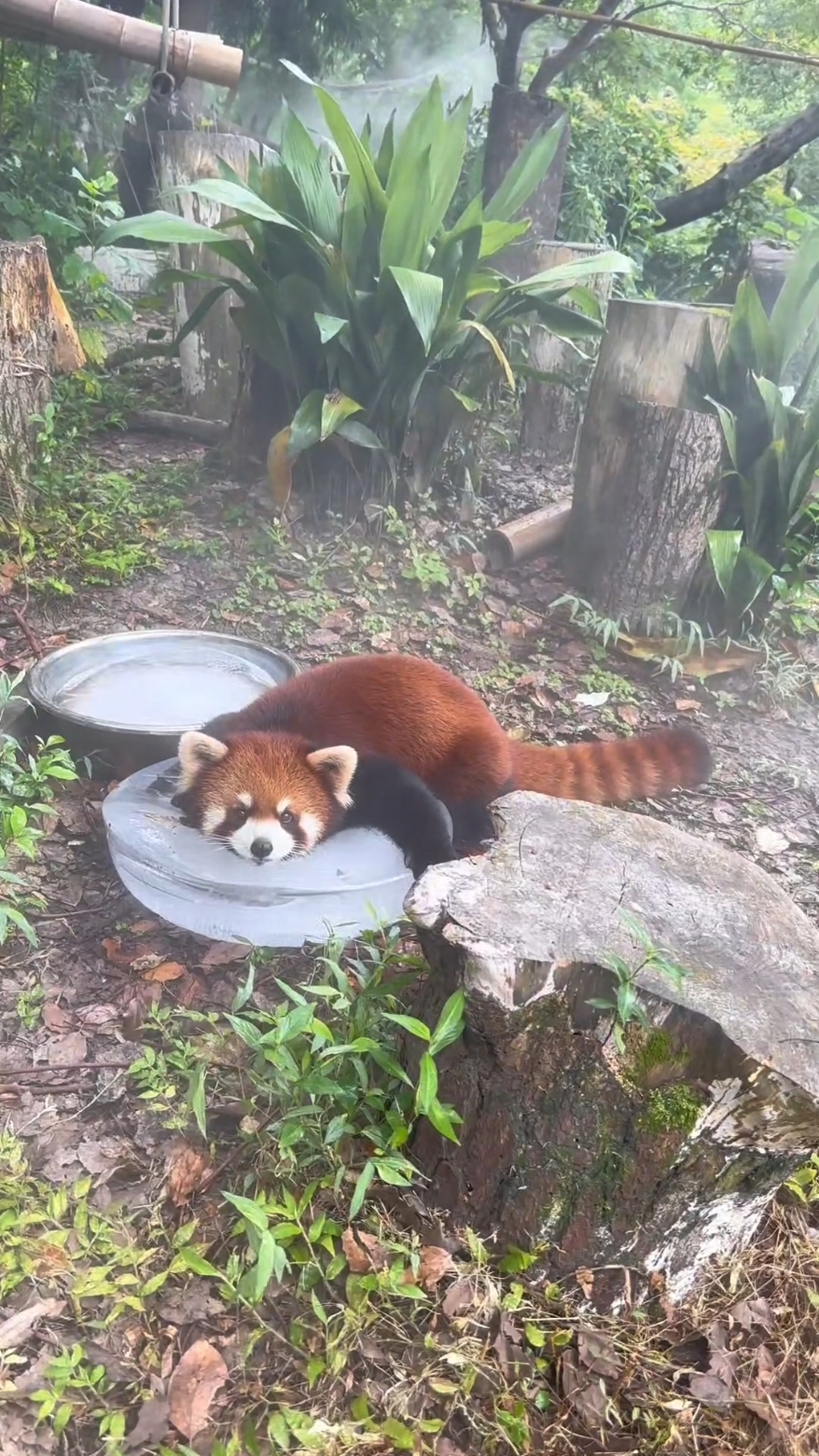 Red Panda's Favorite Chill Spot: Ice Cube!🧊❤️ #redpanda #redpandacute #cute #cuteanimals #cutest #adorable 