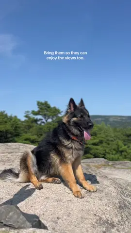 📍 Acadia Mountain Man O War Trail. 3 miles with 700ft of elevation. It is dog friendly, but we spent a lot of time helping our dogs get down some of the steep ledges. This is a moderate hiking trail but difficult for dogs in my experience! Would also reccomend going up counter clockwise. #acadianationalpark #maine #dogsoftiktok #Hiking #gsd #hikingdog #nationalpark 