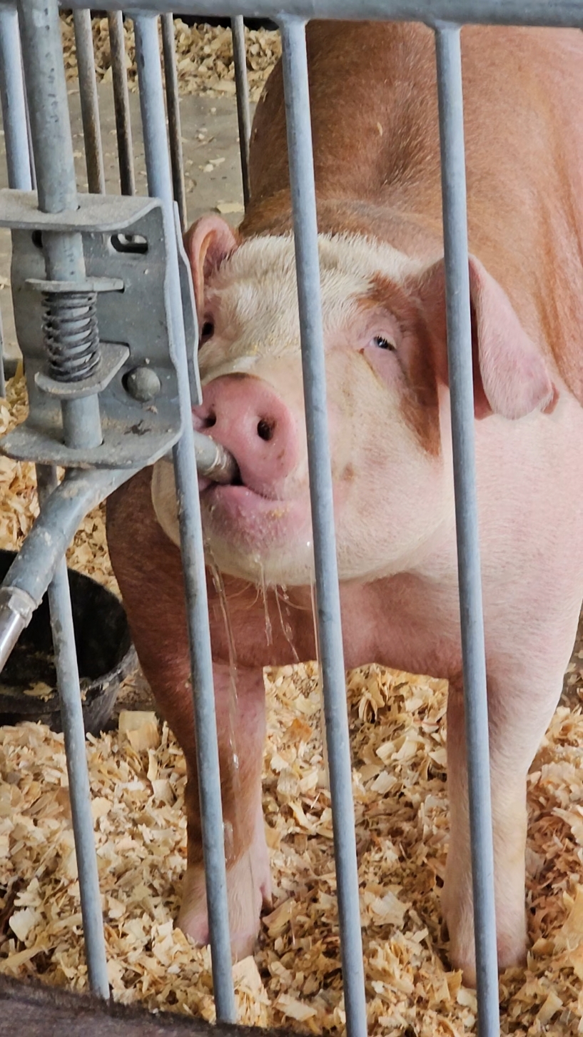 That's some high quality H2O #fyp #fypage #pig #cute #Summer #Delaware #DelawareStateFair #Fair