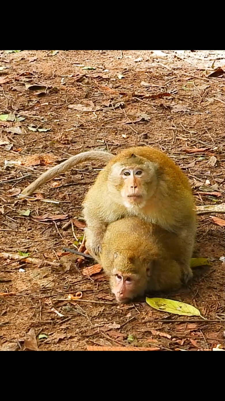 OMG Poor female monkey try of best escape from bad monkey #funnymonkey #funnyanimals #poormonkey #animalsvideo #animals 