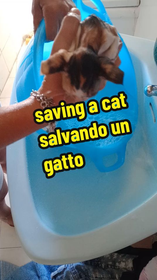 saving a cat - salvando un gatto #saving #safe #save #fyp #fy #perte #cat #kitten #kittensoftiktok #kittenlove #viral #gatto #salvataggio #carina #follow #like lavaggio del gatto trovato in strada d'estate pieno di pulci e con gli occhi chiusi #lavaggio #cura #care #portoi 