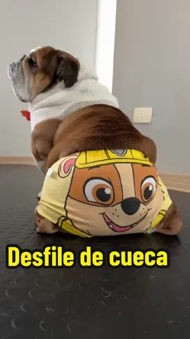 Aqui que pediram minhas cuecas da patrulha canina? Ps: é de crianca, usei só pro video ! #cachorro #pet #animais #fyp #viral 