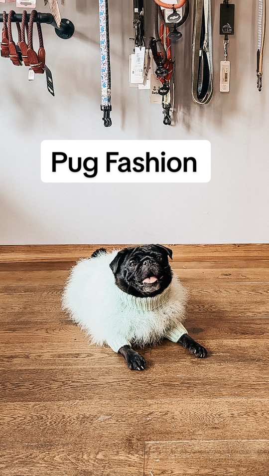 Pugs are the real fashion icons 🐾👗  • • • • • • • • #pug #trend #fashion #trending #trendingnow #trendingreels #doggrooming #dogfashion 