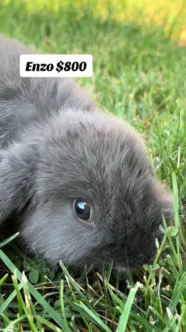 Meet Enzo, our adorable 12-week-old blue Holland Lop who is looking for his forever home! 🐰 This sweet little guy has been domesticated more than most bunnies and has a unique personality that makes him perfect for a home where he is the only bunny. Enzo doesn’t understand pack mentality or dominance, so he’ll thrive in a loving environment where he can be spoiled and given plenty of attention. Enzo is like a bunny dog—he loves to be held, go on errands, and be your constant companion. He needs the same kind of attention, stimulation, and care that a dog does, so he’s not a bunny that can be left alone for hours at a time. An ideal home for Enzo would be with someone who works from home or spends a lot of time around the house and can provide him with free-roam space and outdoor time. If you’re interested in adopting Enzo, please note that delivery is available for $600. However, preference will be given to those who can come pick him up. We are more than happy to meet you at the airport at any time, but ideally, preference will be given to those who can provide Enzo with his own transportation. If you’re looking for a best friend who will love you unconditionally and keep you company all day, Enzo is your perfect match! 🏡💖 If you are interested, go to our website and put in an adoption application for ENZO.