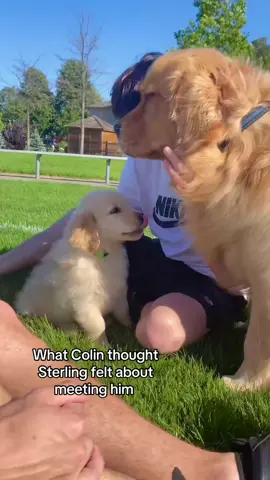 Well that didn't go to plan 🤣#newpuppy #goldenretrievers 