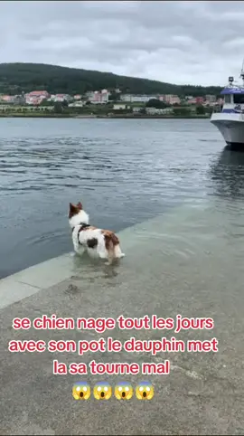 chien qui nage avec un dauphin 😁😁😁 vidéo de ouf son pot c'est un dauphin 😁😁😁 animal sauvage vs chien 👍❤️❤️ trop beau l'amitié 😁😁😁#chien #dauphin #insolite #ouf #bizarre #amitier #animal #dolphins #dog #chienvsdauphin  #chiennageavecundauphin #cool #videochoc #suspense #violent #danger #effrayant #peur #choc #trucdeouf #dinguerie 