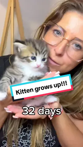 Na koga vam liči, na mužjaka ili na ženku? #cat #catsoftiktok #viralvideo #pets #siberiancat #kitten #growup #beauty #catlover #nevaangels 