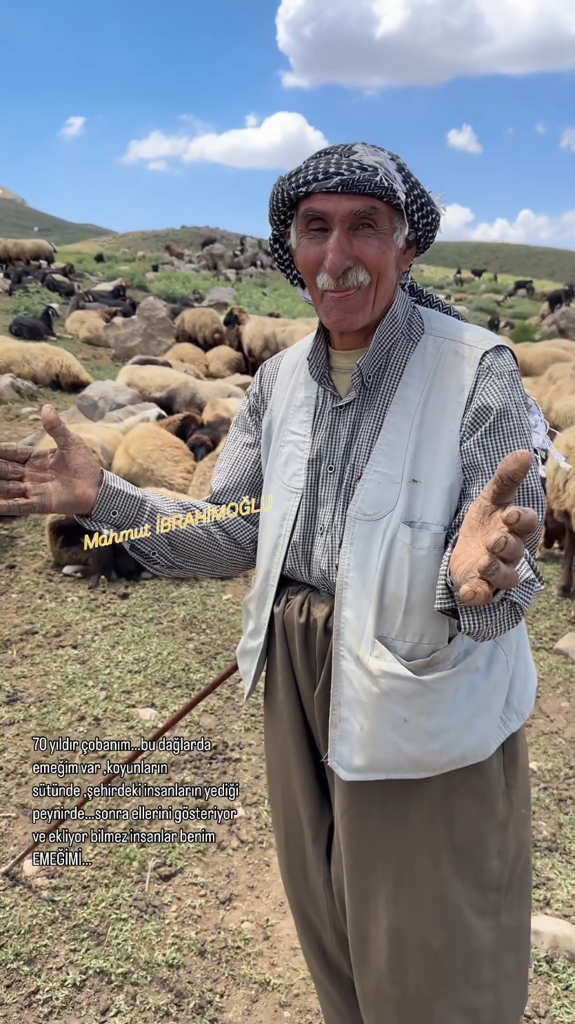 70 yıldır bu dağlarda çobanlık yapıyorum🥲