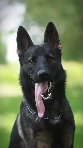 Breeder or shelter dog? #germanshepherd #gsd 
