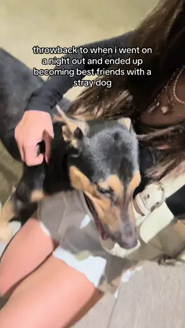 ‼️‼️before any keyboard warriors come in: the dog showed no signs of rabies, im vaccinated for rabies, ive grown up with 40+ pet dogs in my house and know how to read most dog body language & how to handle them