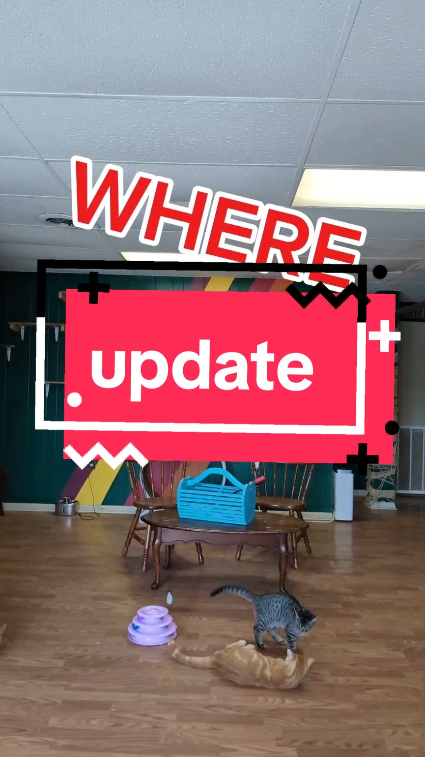 a little cat cafe update for you- want to support the cats and get something in return? check our page- want to see the new cats? stay tuned- want to see me chaotically dye my hair/are you just a nosy person? follow my personal account @Marcie  #cats #catrescue #catcafe 