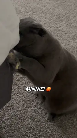 Sister Minnie the artist 🖌️✨#sisterminnie #catsoftiktok #catlovers #catlove #cattok #funnycats #funnycat #funnycatvideo #arabfunny #muslimtok #kittenlove #catlife #cats 
