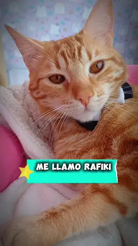que tal canto?  creo que me encanta cantar#michis #gatos #gatostiernos #longervideos #gatosnaranjas #gaticos #cat 