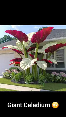 In all my 51yrs I have never seen these before.... if I had a house, this would be in front 🥰