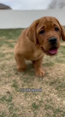 Hi handsome! #bartonlabradors #bartonlabs #montana #englishlabrador #englishlab #foxredlabrador #foxredlab #puppy #labradorretriever #labpuppy 
