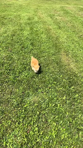 Fastest cat on tiktok 💯 #cat #catsoftiktok #kittensoftiktok #fyp 