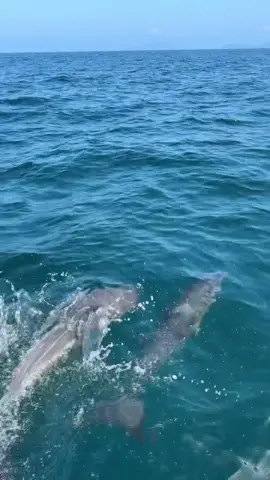 Ubatuba baleias e agora centenas de golfinhos em nossos passeios  Ver eles em seu habitat natural é magnífico  . . . . . #ubatuba  #litoral  #litoralnorte  #ferias  #turista  #feriado  #natureza  #passeiodelancha 