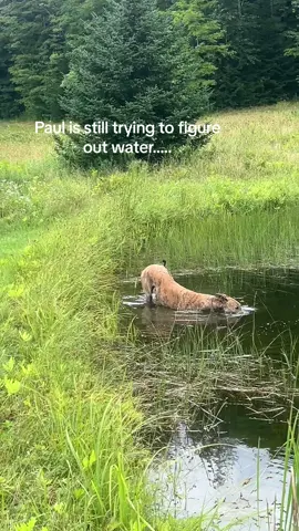 He doesnt understand the concept of holding your breath he just sticks his face in the water and sends it 🙄🤨#greyhoundsoftiktok #greyhound #paulsummercamp #vermont 