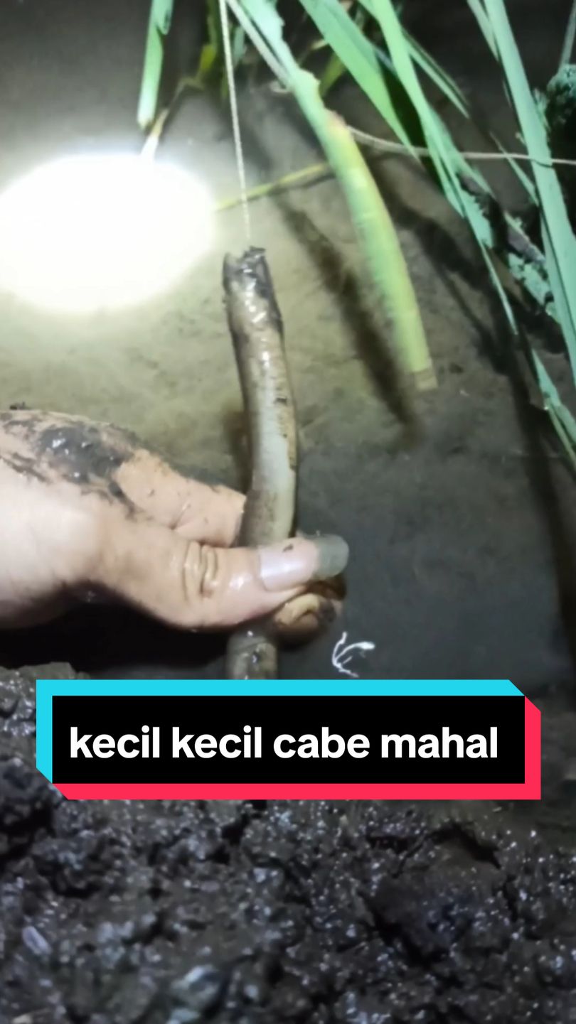 kecil kecil cabe mahal coy #ak_yu18 #mancingbelut #pemancing #ngurekbelut #tipsandtricks #videolebihpanjang 