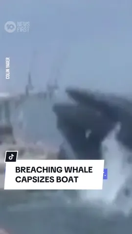 Footage has captured the moment a Humpback whale capsized a boat in the United States. The whale was caught on camera in New Hampshire breaching, before slamming down on a small fishing boat, tossing the two fishermen into the water. Incredibly, neither of the men were injured in the incident. 