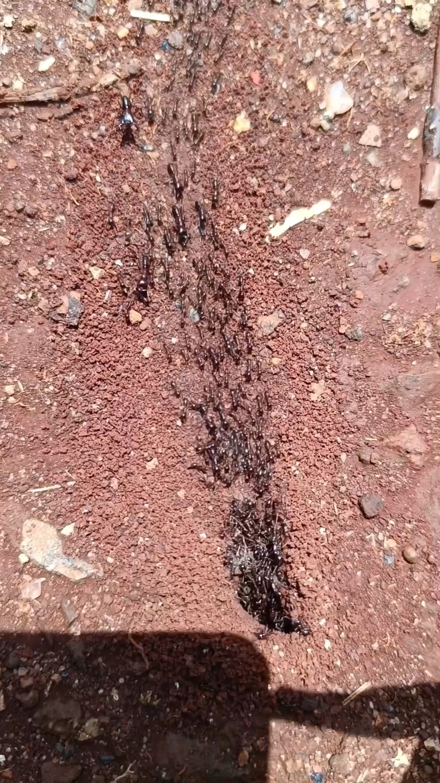 How to control Bitting Ants from your house. the best solution is to call the Experts. we are the experts talk to us on Whats app namba 0791306588#cockroahes #killer #PestControl #mende #paste #fumigationservices #WaspControl #fumigationservices #kenya #ants #pesticides 