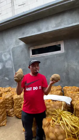 #kentangdieng otw kontes di ibukota😜🤩  #kentang #potatochips #potato #kentangbalap #sayurfresh #sayurbalap😎 #sayurexpres #fyp 