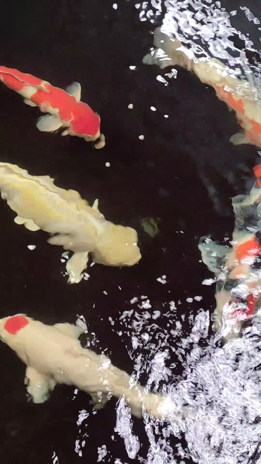 makan sore kolam koi #koipond #koifish #koi 