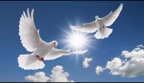 reggae strong for peace by Lucky dube and rsfp band #reggaelyrics #prophet #ttcele #southafrica #brazil #suriname