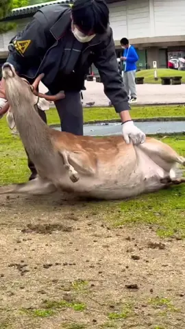 A deer with a mobile phone rope wrapped around its antlers is protected.It attracts a lot of attention from foreign tourists.It is anesthetized | nara park deer in japan |  #foryoupage #tiktoknarapark #traveltojapan #traveltojapan #traveltojapan #tiktoknara #shorts #viralvideo 