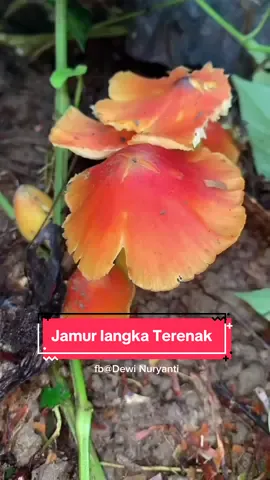wooww ini baru bisa aku sebut jamur langka si, setelah sekian purnama baru bisa nemu lagi #panenjamurmerah #jamurlangka