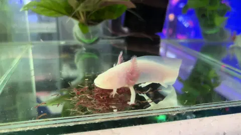 Albino White Axolotl #axolotl #petshop #silang 