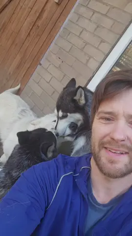 Huskies giving Sully a good clean  #wolfdog #wolf #foryou #fyp #viral #husky #animal #wolfcut 
