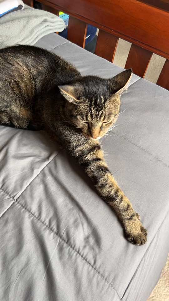 Milton 🤩 #mycat #fyppppppppppppppppppppppp 