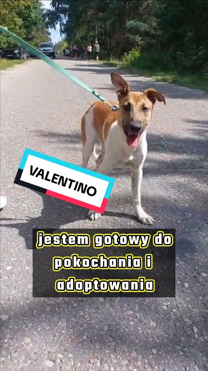 VALENTINO jest gotowy do pokochania i adoptowania 🥰 Chcesz go adoptować? Napisz nam wiadomość prywatną 😍 #polska #pies #dogsoftiktok #dlaciebie #dc #foryou #fy #adoptme #fyp #adoptuj #foryoupage #dogtok 