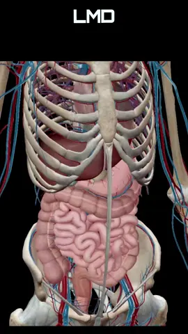 Aparelho digestório 6 - Movimento - Programa Anatomia 3D Software  #anatomy #biology