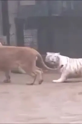 The lion attacks the tiger 