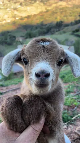#goatbaby #goatlove #goat #mygoat🐐🤤😋❤️😅🐐❤️ 