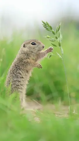 Hungry Critters  🎥 @julianradwildlife    #WildlifePhotography #NaturePhotography #Wildlife #AnimalPhotography #NatureLovers #WildlifePerfection #NatureShots #PlanetEarth #WildlifePlanet #InstaNature #WildlifeAddicts #EarthCapture #WildlifePhotographer #AnimalLovers #NatureBrilliance