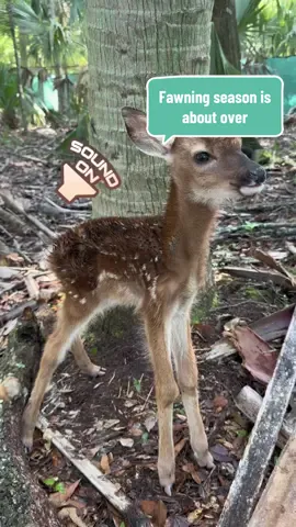 With death comes new life. Fawning season is almost over for us in North Florida. #deerbreeder #deerfarming #huntingpreserve #fawns #whitetail #cuteanimals #babyanimals 