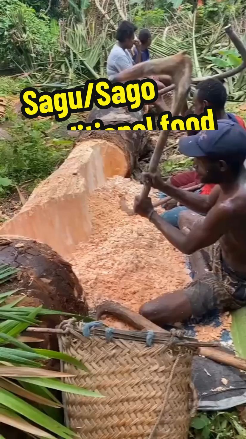 These Papuans are preparing a traditional food called sago or sagu #history #tradition #food 