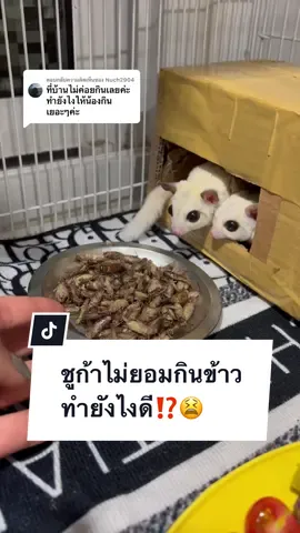 ตอบกลับ @Nuch2904 ชูก้าอายุประมาณ 4 เดือนจะไม่ยอมกินข้าวเพราะห่วงเล่น ซึ่งเป็นเรื่องปกติเพราะน้องกำลังโต จะอยากสำรวจโลกเป็นพิเศษนะคะะ😆 #ชูก้าไม่ยอมกินข้าว #โม่มี่ชูก้าเทวดา #ชูการ์ไกลเดอร์ #ชูก้าไรเดอร์ #ชูก้าไกรเดอร์ #sugarglider #sugarglidersoftiktok #สัตว์เลี้ยงน่ารัก #สัตว์เลี้ยงtiktok 