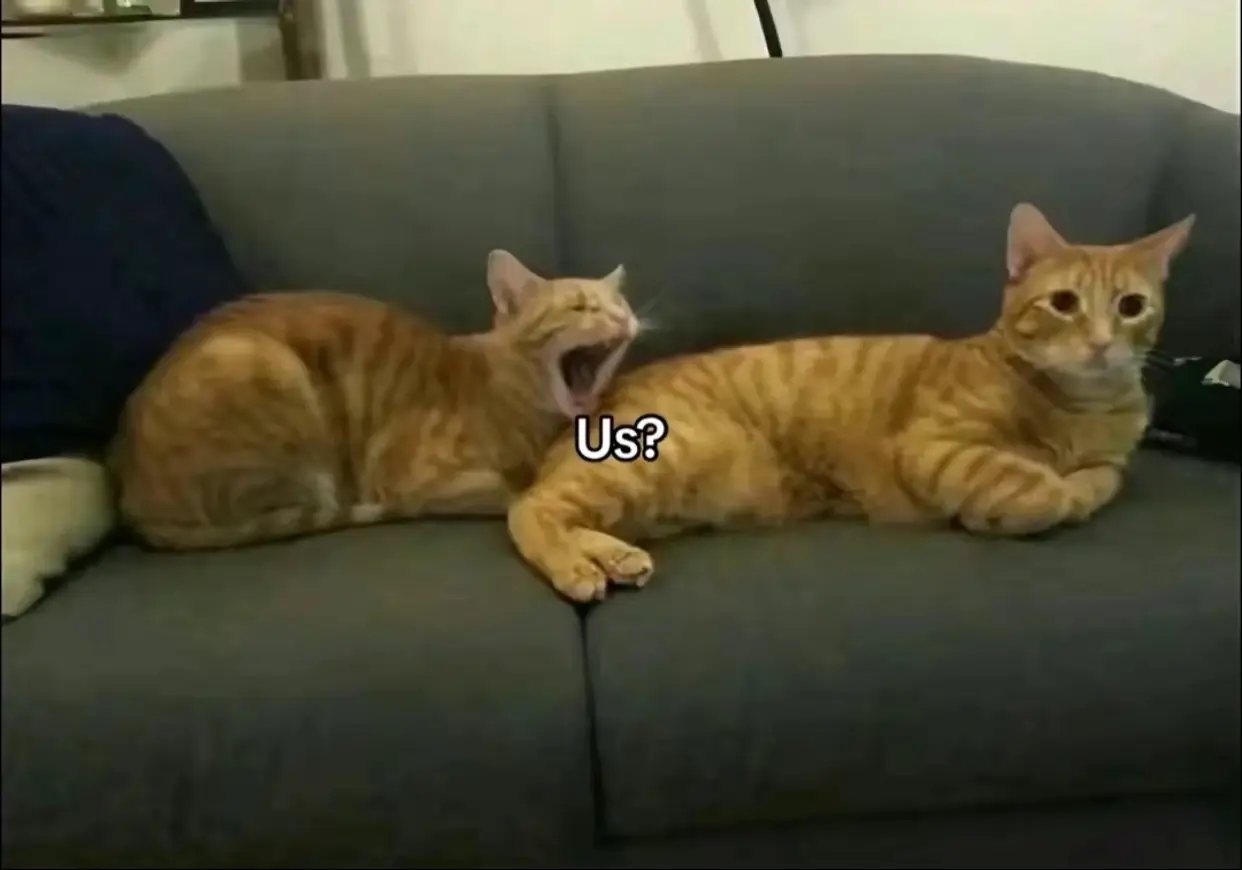 #cat #couple #foryoupage 