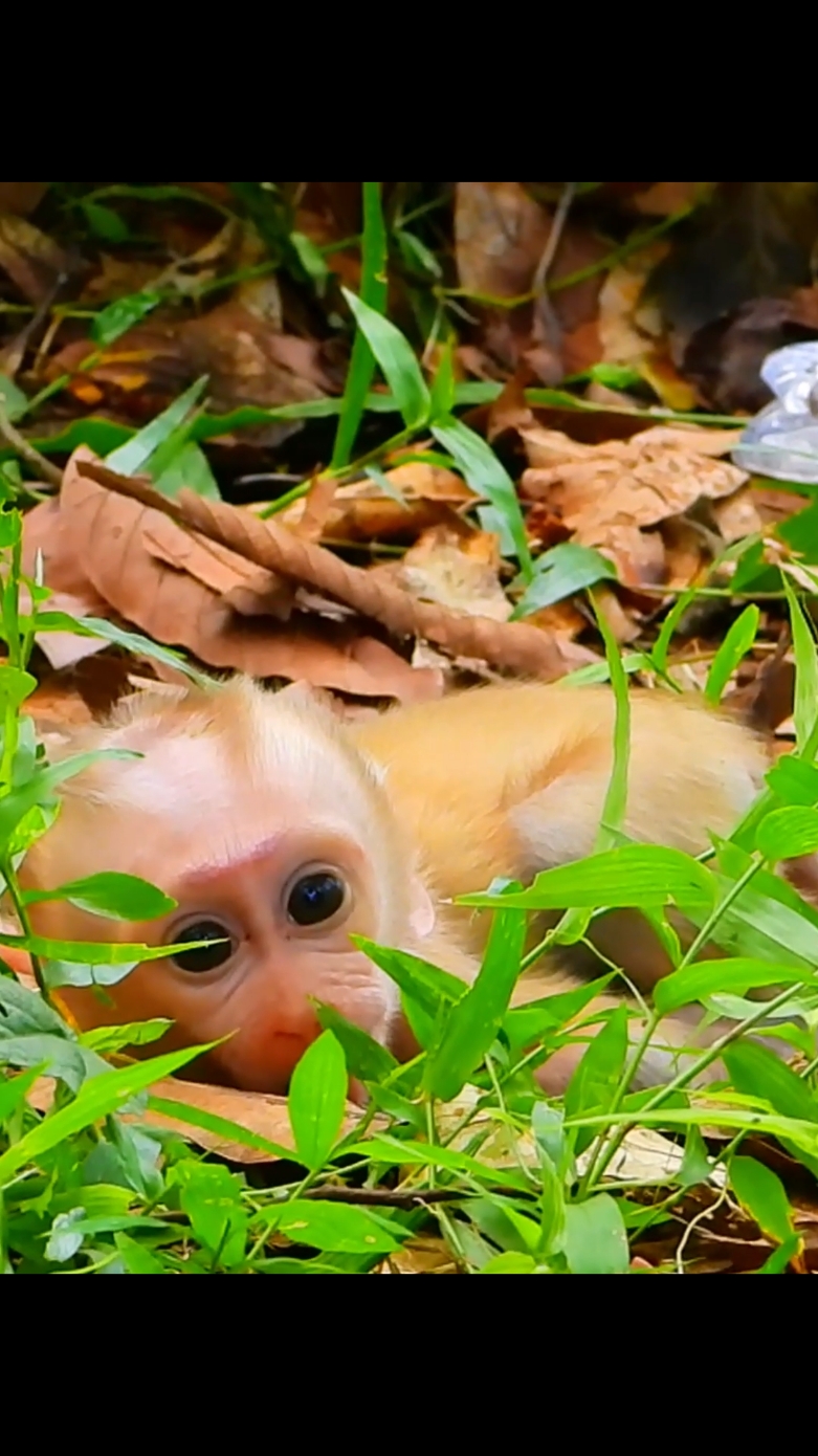 a tiny baby Luno cry silently on the ground after mom abandoned no care  #beautifulmonkey #poormonkey #monkey #monkeyvideo #cutemonkey #pooranimals #funnymonkey 